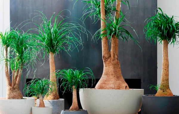 Растение комнатное Бокарнея штамб 23х80 см