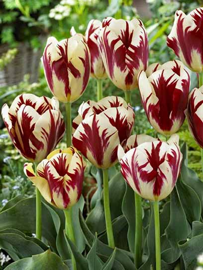 Луковица тюльпана триумф Гранд Перфекшн 3 шт. 