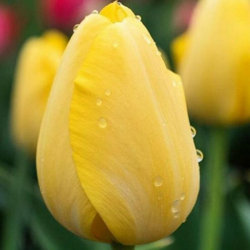 Луковица Яскрава Тюльпан триумф Strong Gold 3 шт. 