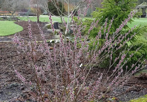 Растение Ива тонкоствольная Маунт Асо / Salix gracilistyla Mount Aso С5/Н 80-100