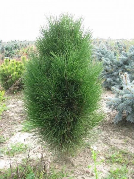 Растение Сосна черная / Pinus nigra Green Tower, С15 H 40-60