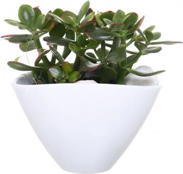 Рослина Композиція суккулент мікс в плошці з декором 23/26