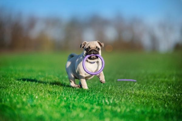 Снаряд тренувальний Puller Micro для собак 13 см