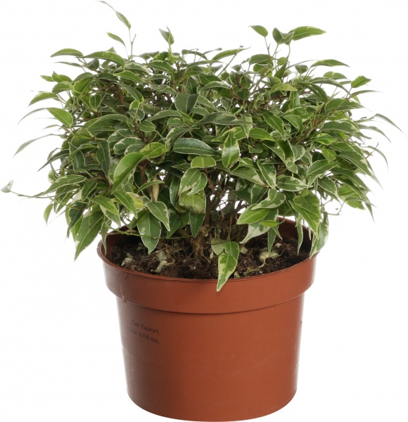 Рослина фікус kinky 12/18