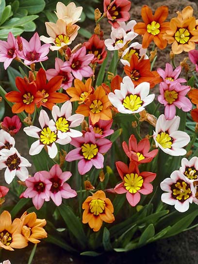 Клубнелуковица спараксиса смесь 10 шт. 