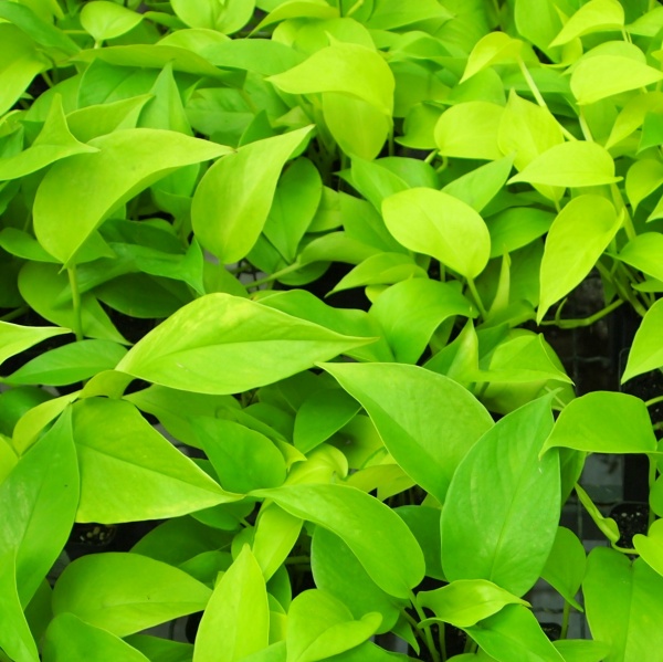 Растение Эпипремнум золотой