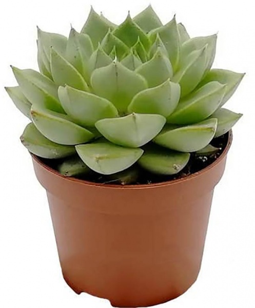 Растение Эхеверия Грин Пирл 12/15