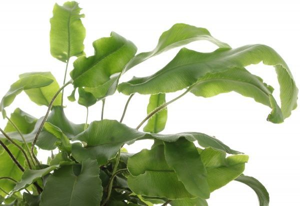 Растение Асплениум 12/35 микс