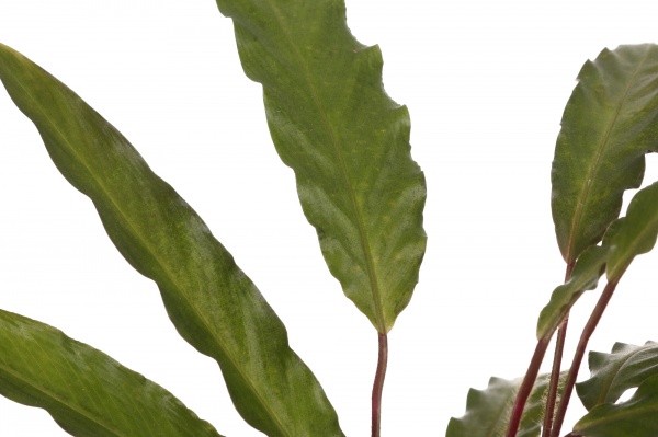 Растение комнатное Калатея микс 12/40