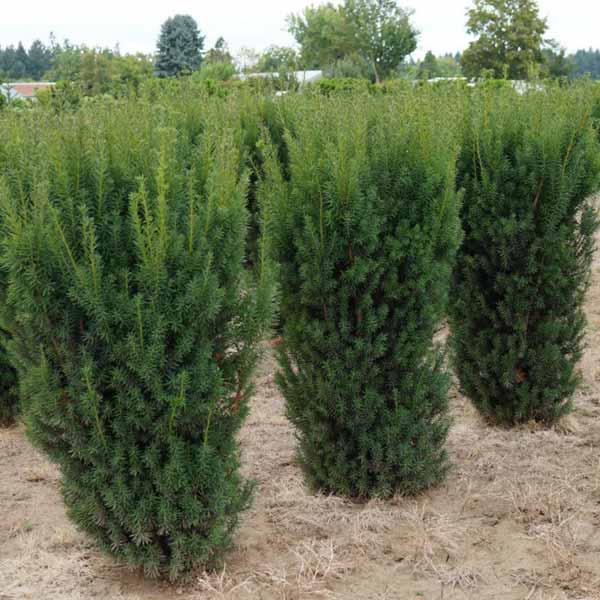 Растение Тис средний Hicksii (V20-S22 30-40 С5)
