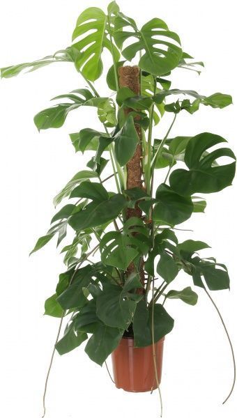 Рослина Монстера на опорі 24/120