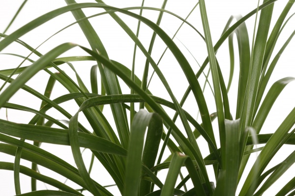 Растение комнатное Бокарнея 3-5 рр 14/40