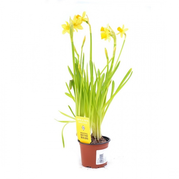 Растение комнатное 