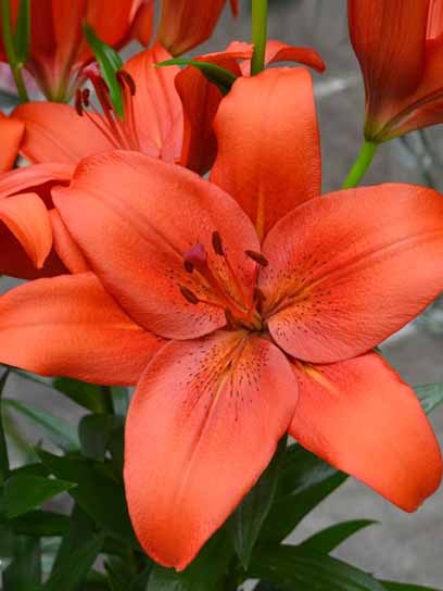 Луковица VWS EXPORT – IMPORT OF FLOWERBULBS B.V. лилии ЛА Кайен 1 шт. 