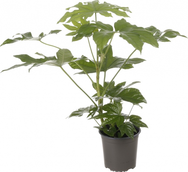 Растение комнатное Фатсия японская 17/70