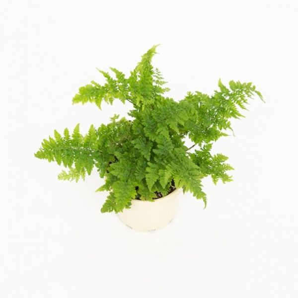 Растение декоративное Лотос К Щитовник австралийский (Dryopteris australica 'Crispa Whiteside')