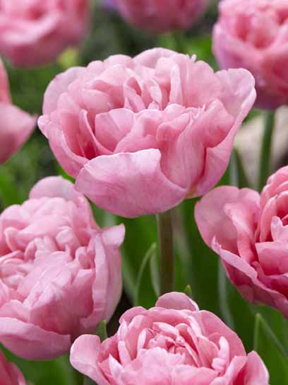 Луковица тюльпана махрового раннего Мираж 3 шт. 