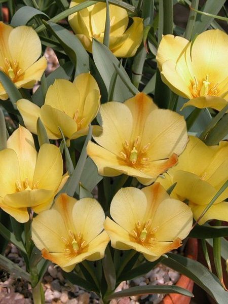 Цибулина TUBERBULB Export B.V. тюльпана ботанічного Баталіні Брайт Джем 4 шт. 