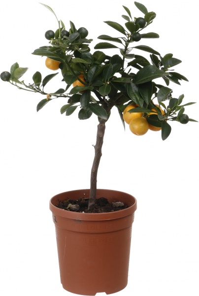 Растение Каламандин 15х55 см