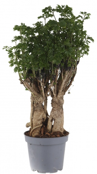 Растение Полициас бонсай 12/40 