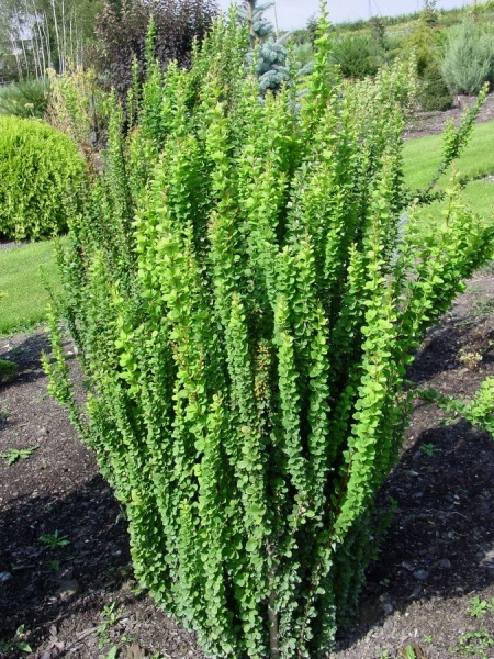 Растение Барбарис тунберга Эректа/Berberis thunb. 'Erecta' С2