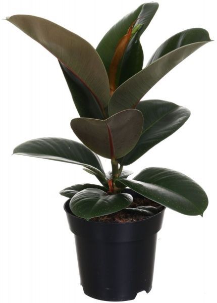 Растение комнатное Фикус эластика клое 14х40