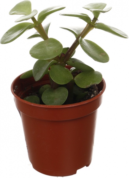 Рослина кімнатна Сукулент мікс 5х8 см