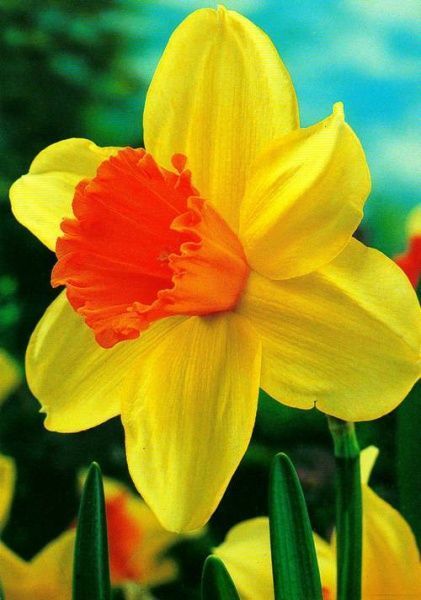 Луковица Яскрава Fortissimo 2 шт. 