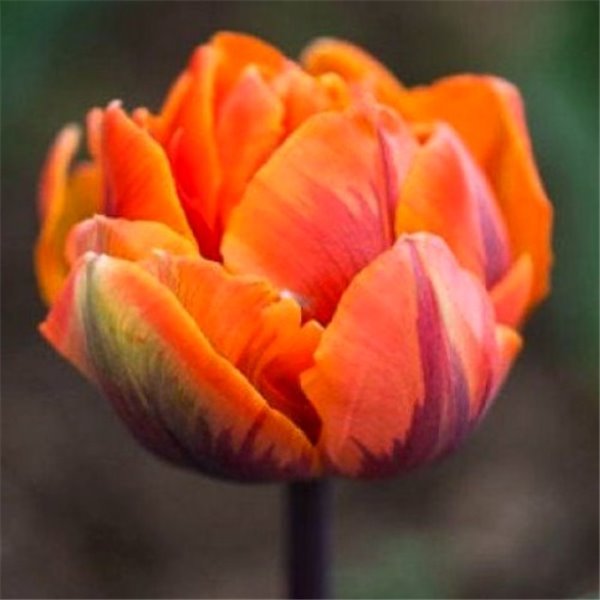 Луковица KrassIVA тюльпан Orca 2 шт. 