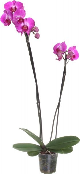  Фаленопсіс 12/70 еліт промо