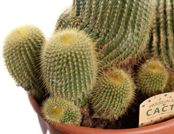 Кактус цериус d19 / 50 см