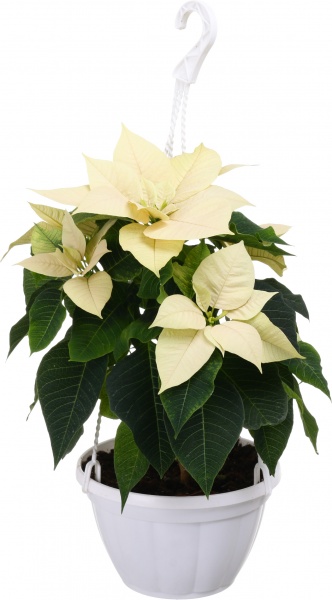 Растение Пуансеттия D20 см