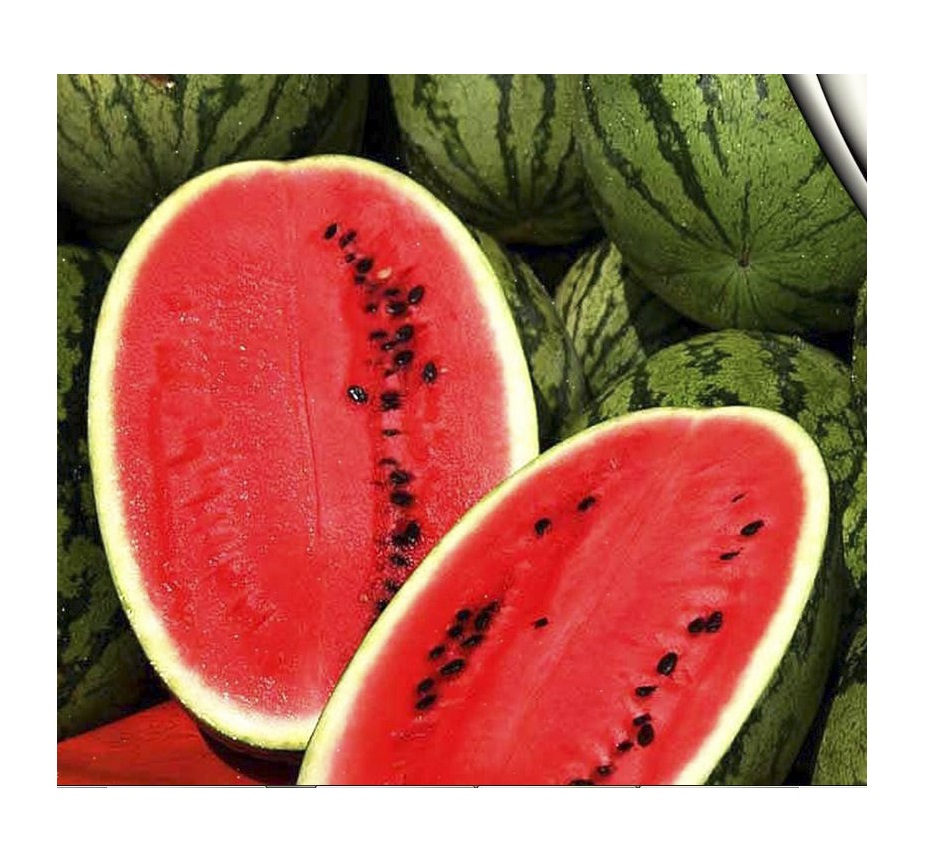 Семена Професійне насіння арбуз Леди F1 8 шт. (4823058207308)