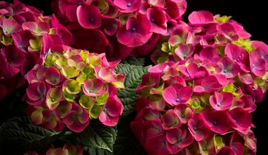 Рослина Гортензія Macrophylla Ningbo мікс 10х20 см