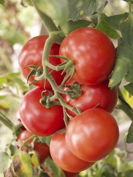 Семена Професійне насіння томат высокорослый Зодиак F1 8 шт. (4820176693389)