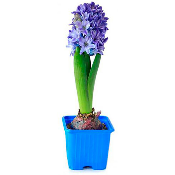 Растение Гиацинт микс 3рр 12/15