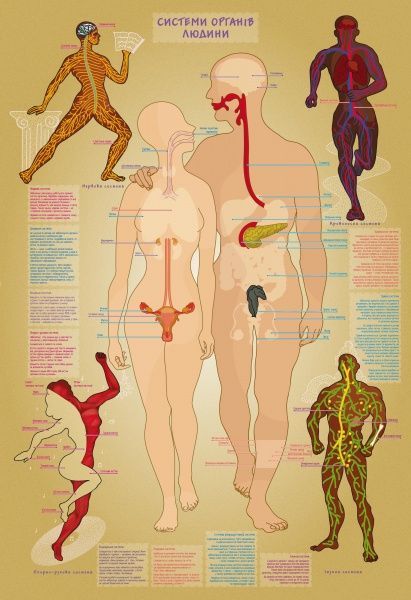 Гра настільна Умняшка Тіло людини (українська мова) КП-004р