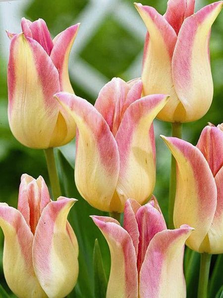 Луковица TUBERBULB Export B.V. тюльпана лилиецветного Элегант Леди 3 шт. 