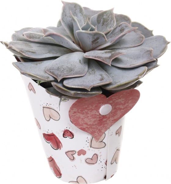 Рослина кімнатна Сукулент мікс 10х12 см