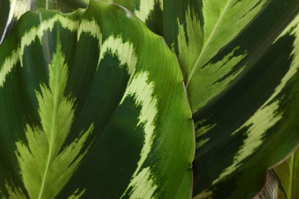 Растение Калатея 19х90 см Медальон