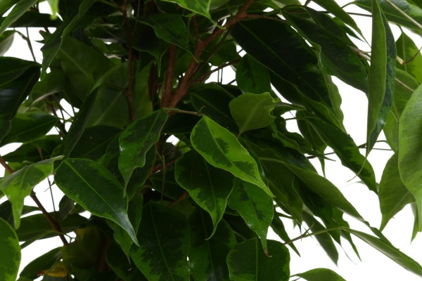 Растение Фикус бенджамина микс d21/h90