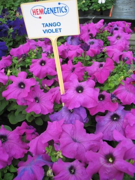 Насіння Професійне насіння петунія Танго F1 фіолетова 20 шт. (4823058201542)