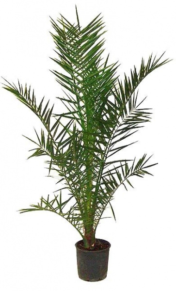 Растение Финиковая пальма 21/150 Сanariensis