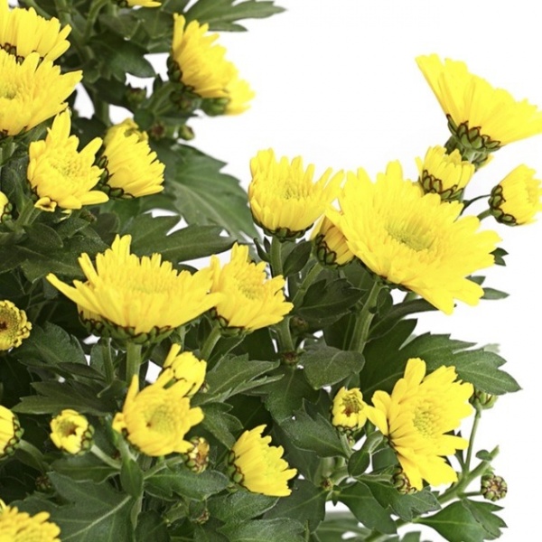 Рослина Хризантема (плошка) d21 