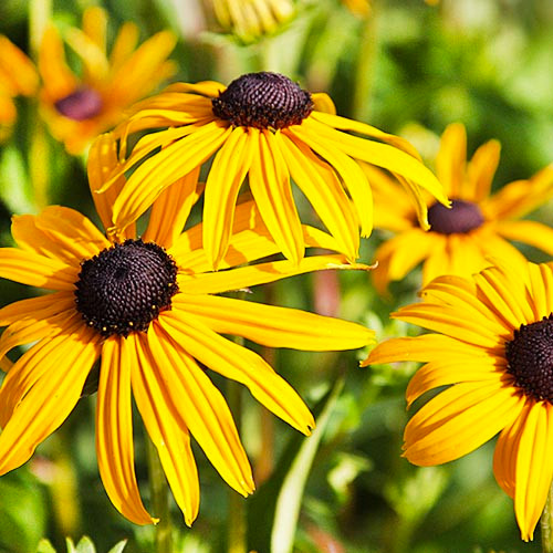 Растение Рудбекия блестящая Goldsturm С3