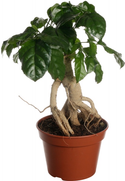 Рослина кімнатна Радермахера 12/40 Спешел