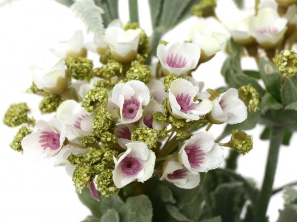 Рослина штучна Лобулярія