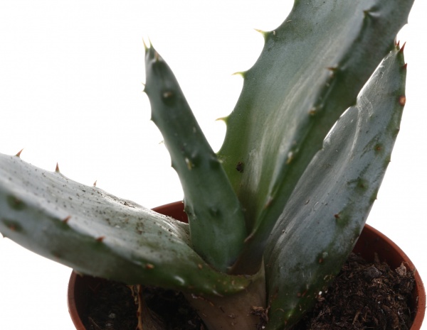 Рослина кімнатна Хавортія мікс 6х10 см