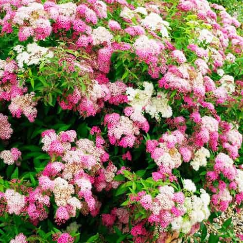 Растение Спирея Генпей С2 D10-15