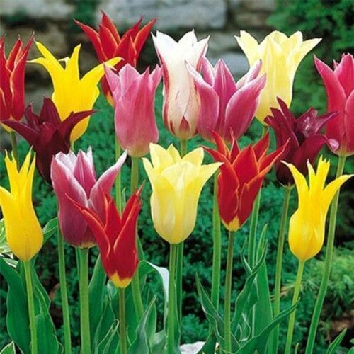 Луковица Яскрава Тюльпан лилиеподобный Смесь 3 шт. 